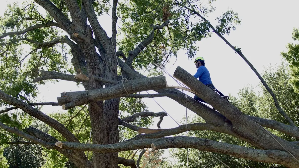 Professional Hazardous Tree Removal performed by certified arborists in Saranac Lake