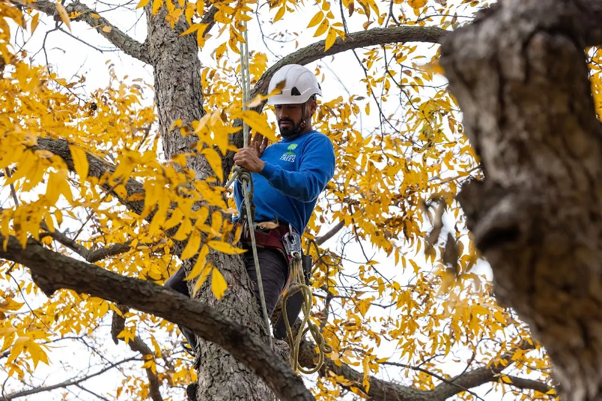 Skilled Tree Pruning crew working in Saranac Lake
