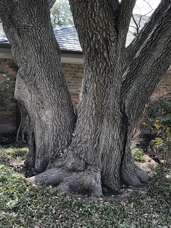 Mature heritage tree close to a Saranac Lake property cared for by certified arborists